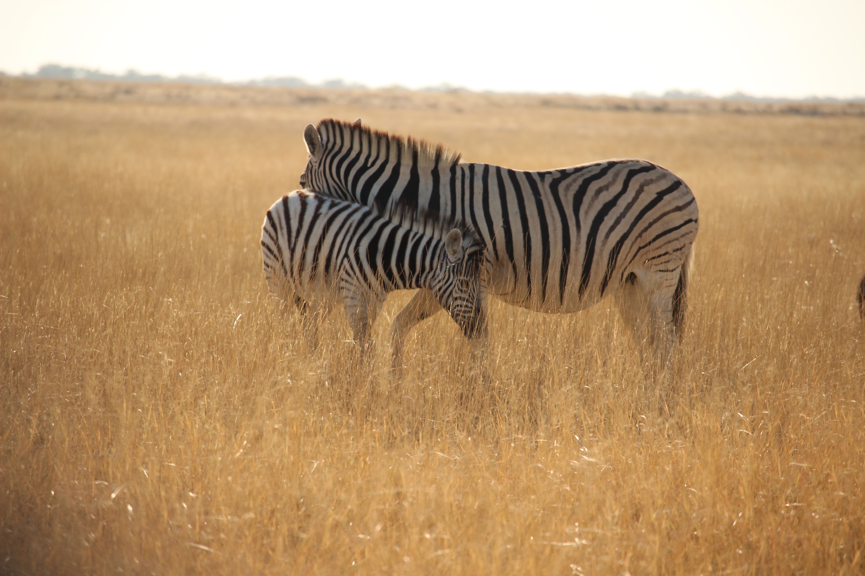 Namibia - foto preview 1