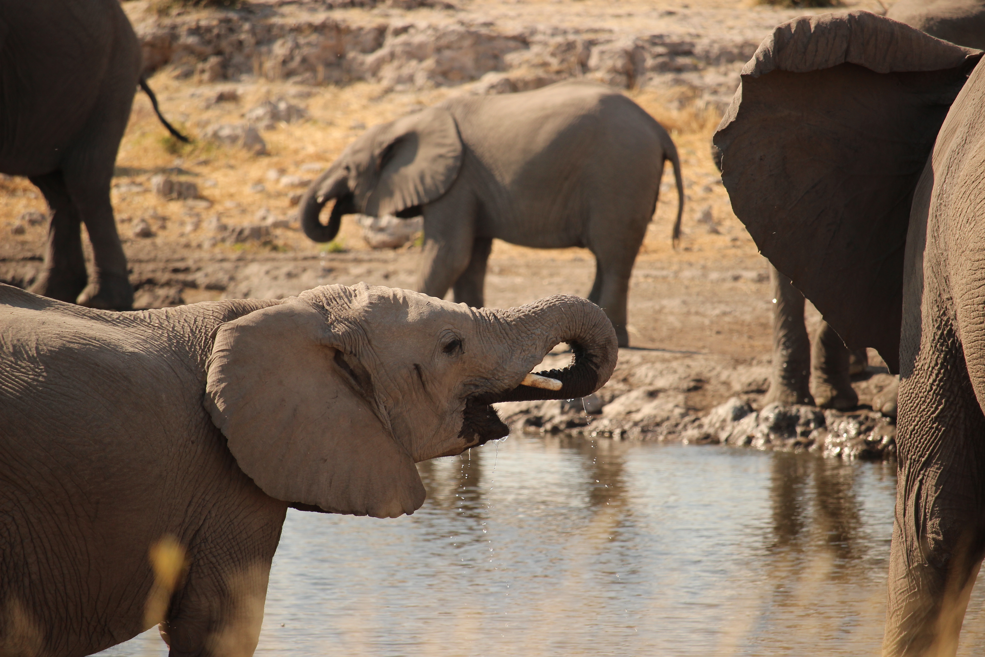 Namibia - foto preview 2