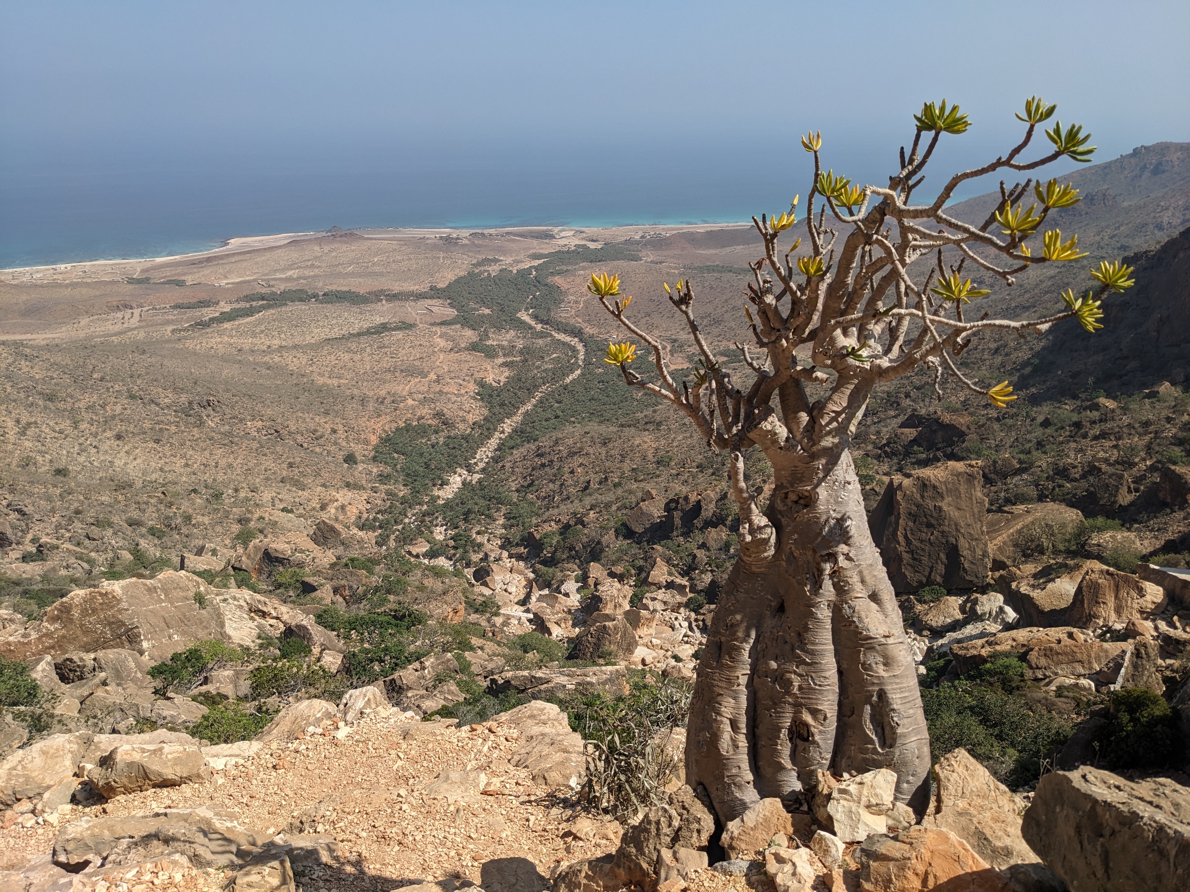 Socotra - foto preview 3