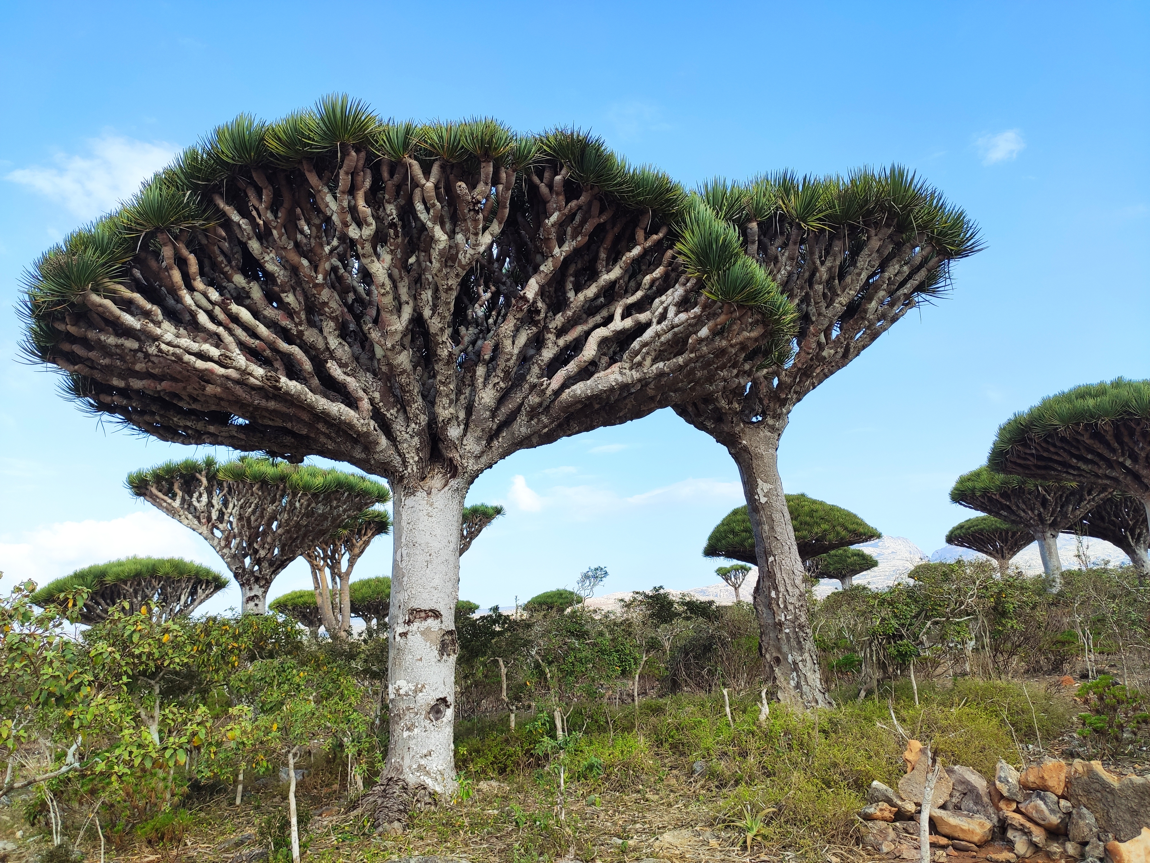Socotra - foto preview 4